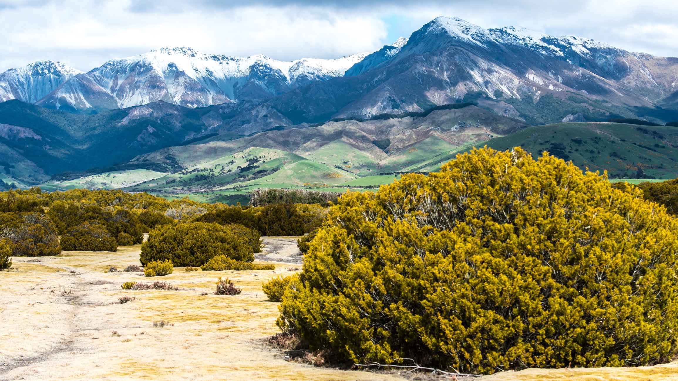 Teanau New Zealand