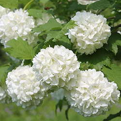 Guelderrose Flower