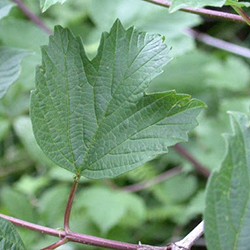 Guelderrose Leaves