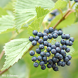 Southern Arrowwood Berries