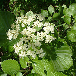 Southern Arrowwood Flower